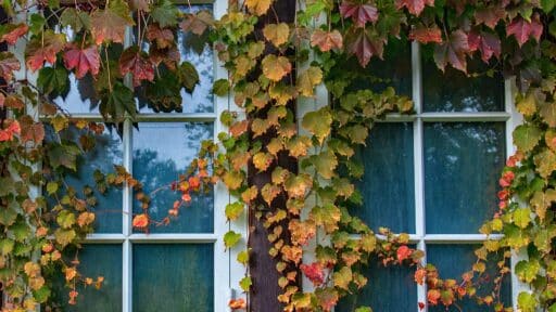 Window Frame Colours Are the Exterior Upgrade Everyone Forgets
