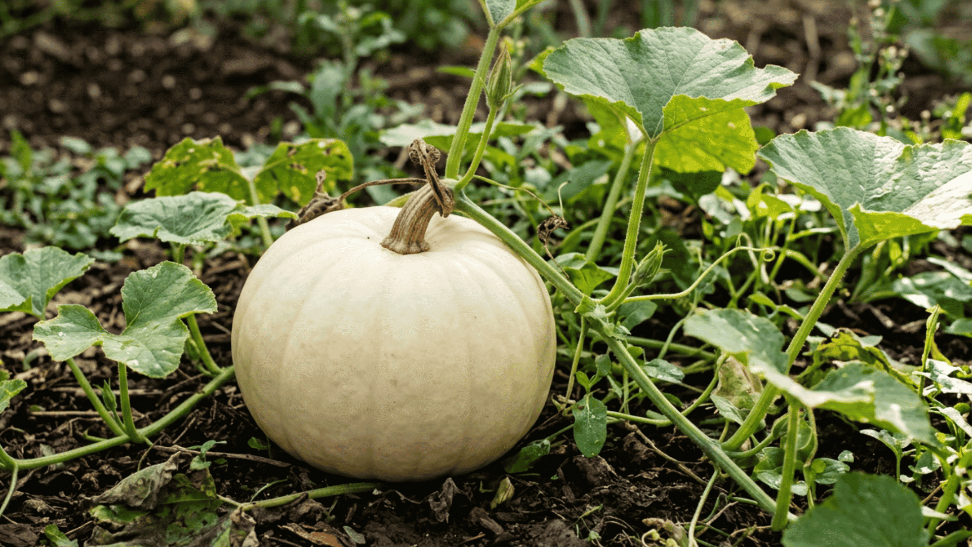 polar bear pumpkin growing on dark garden soil surrounded by green vines curling tendrils