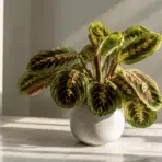 prayer plant with vibrant pink veined leaves in a white pot on a sunlit marble windowsill indoors