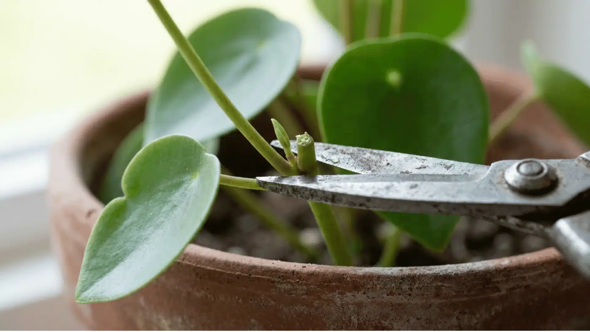 gardening scissors trimming a leggy stem on a peperomia raindrop plant in a terracotta pot