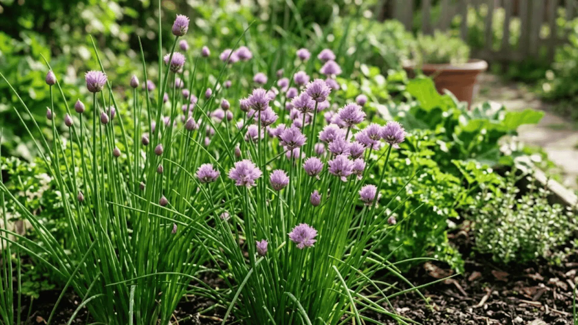 purple chive flowers blooming in a raised garden bed with green herb plants