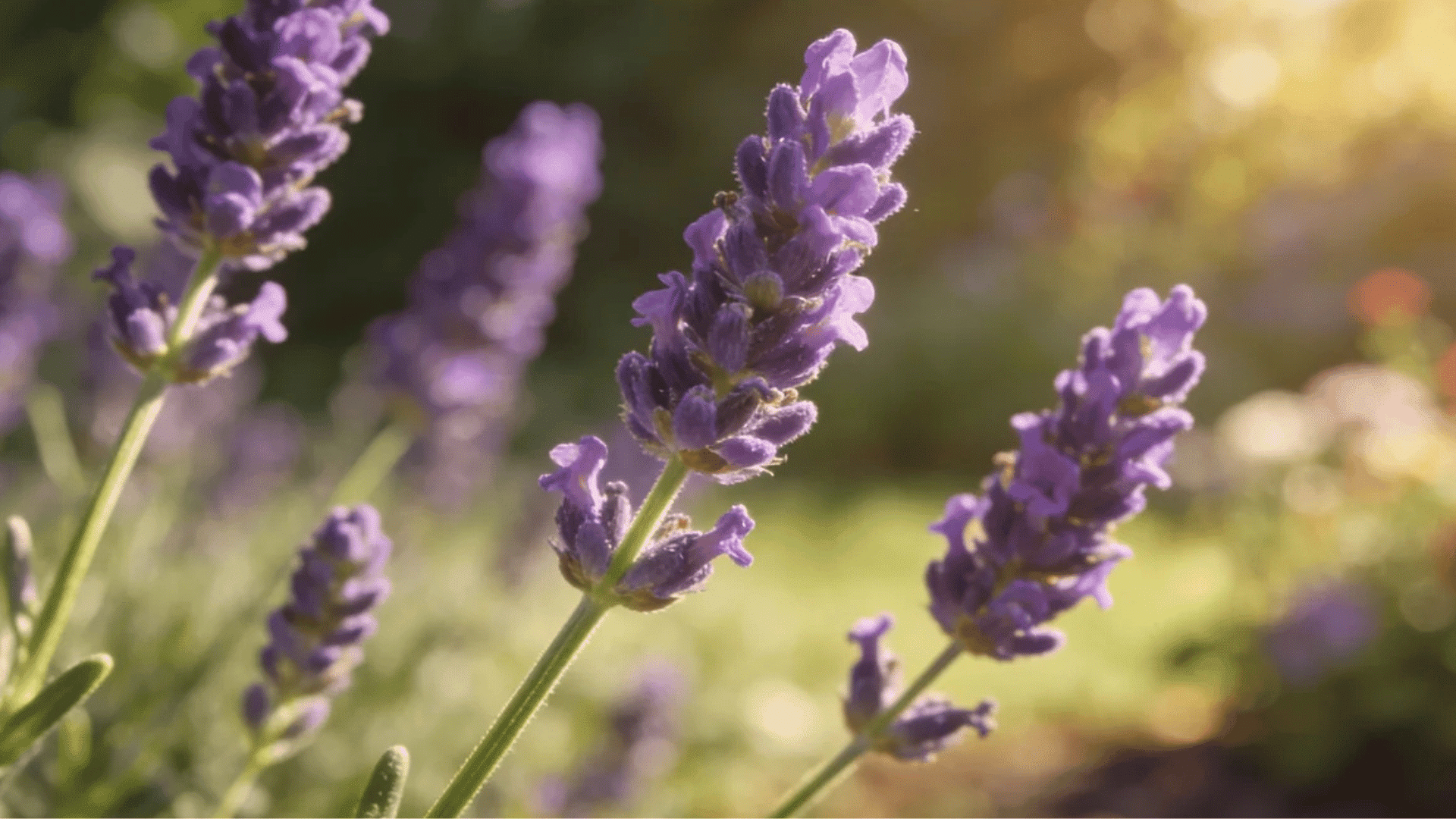 purple lavender flowers blooming in a sunny garden with soft blurred background