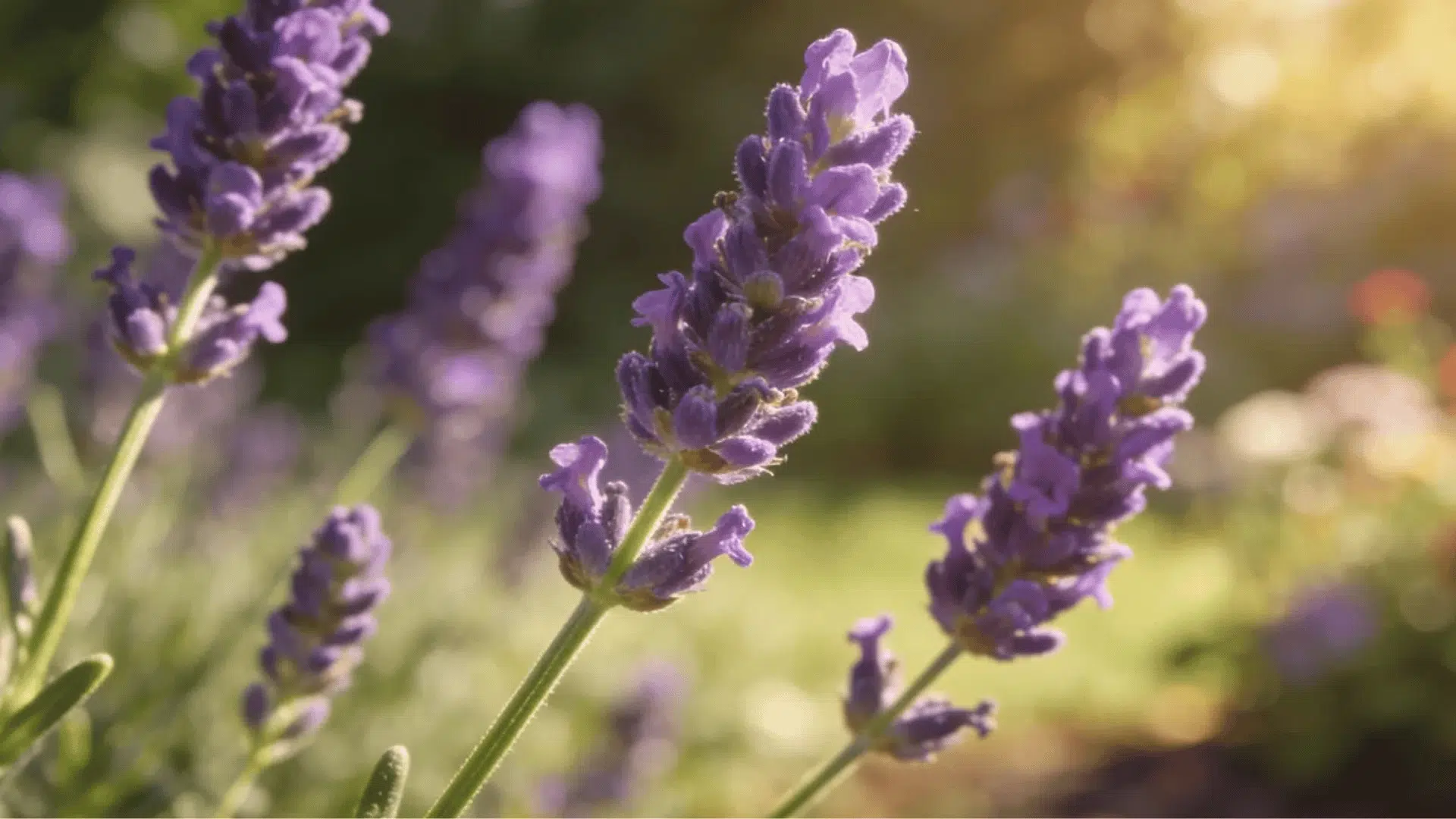 purple lavender flowers blooming in a sunny garden with soft blurred background