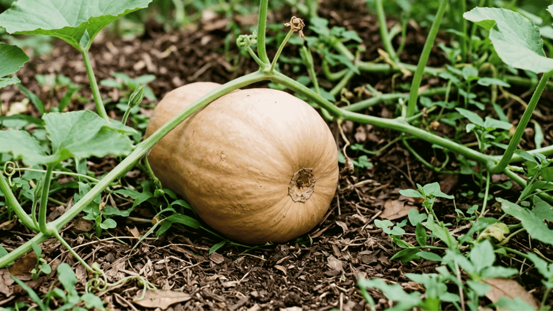 seminole pumpkin growing on dark garden soil surrounded by green vines curling tendrils and broad leaves