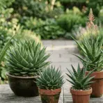 six potted succulents and aloe plants on a weathered wooden table in a lush green garden with a stone path