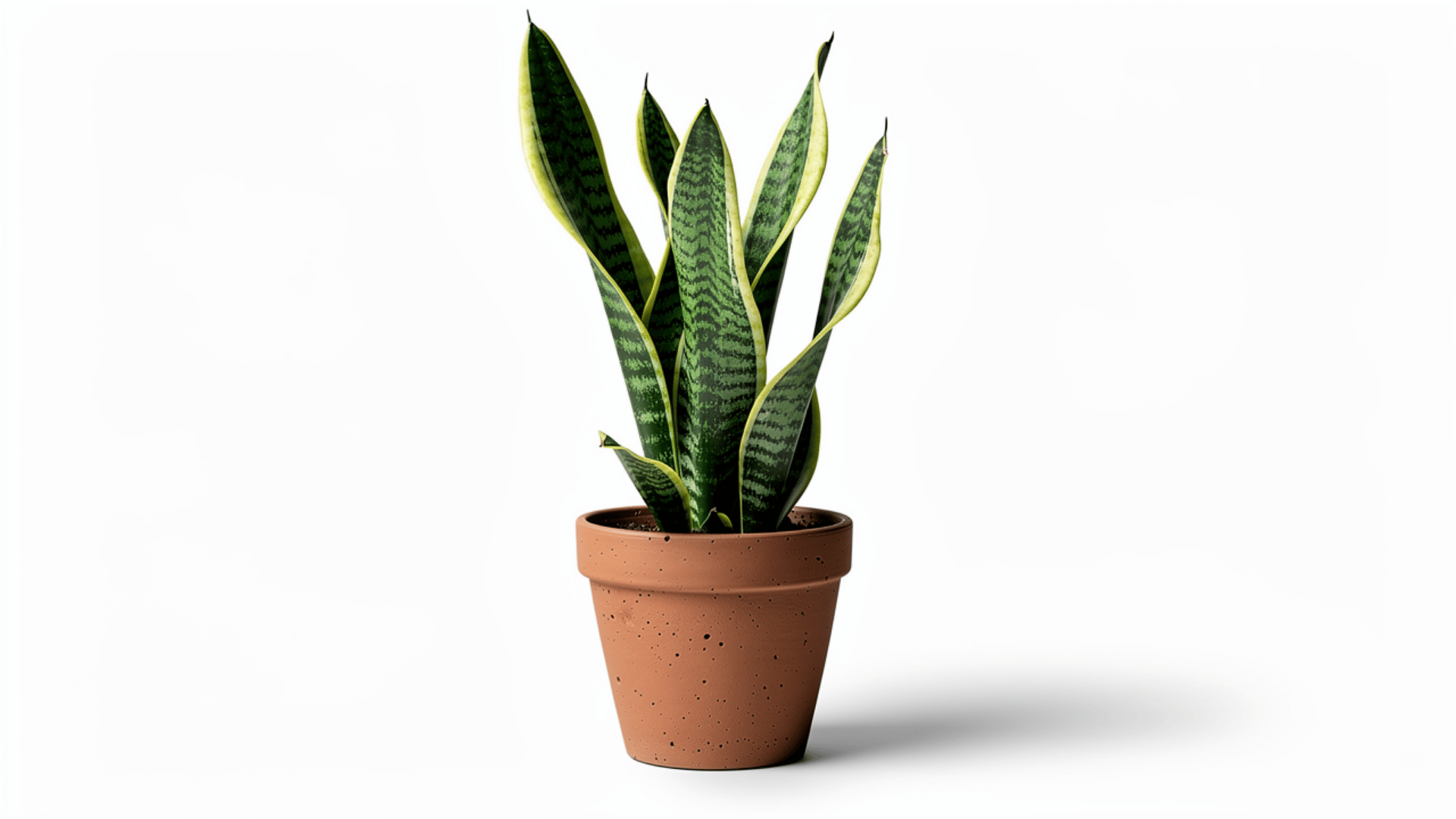 snake plant with tall dark green and yellow striped leaves growing in a terracotta pot on a white background