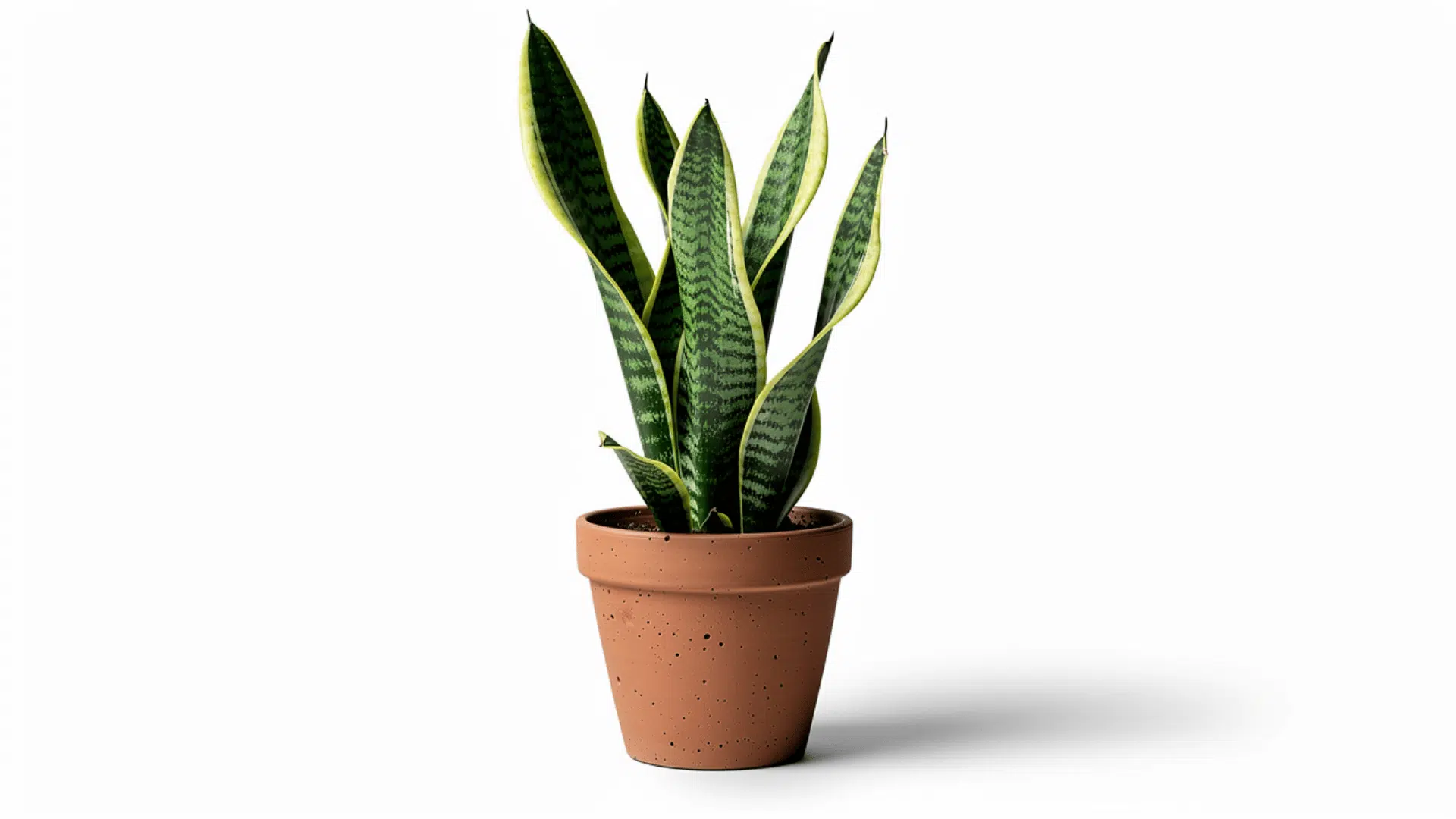 snake plant with tall dark green and yellow striped leaves growing in a terracotta pot on a white background