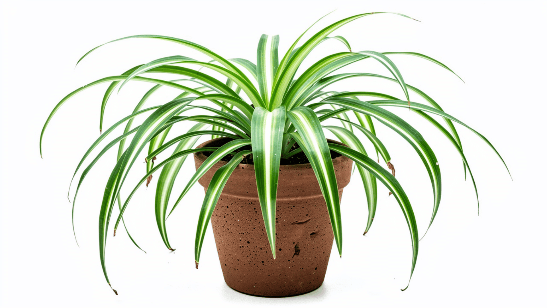 spider plant with long arching green and white striped leaves spreading out from a terracotta pot on a white background