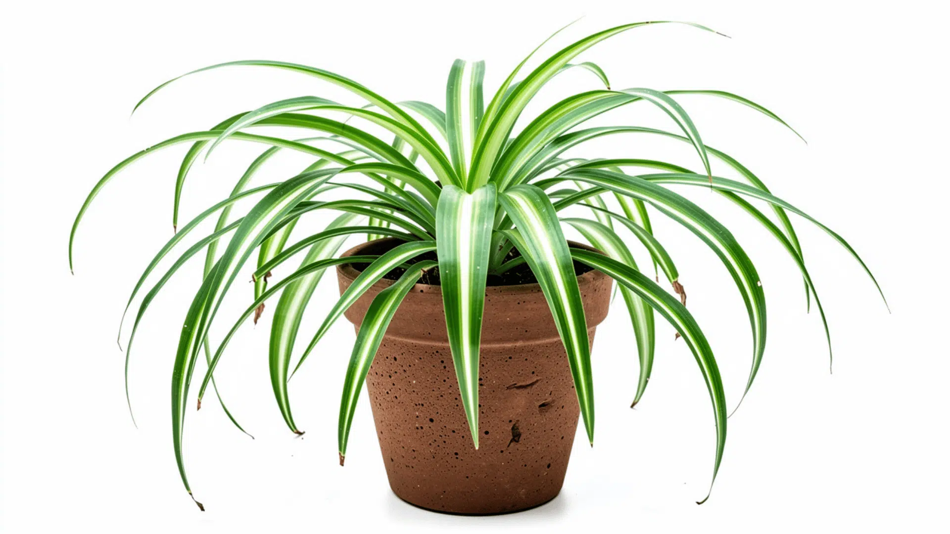 spider plant with long arching green and white striped leaves spreading out from a terracotta pot on a white background