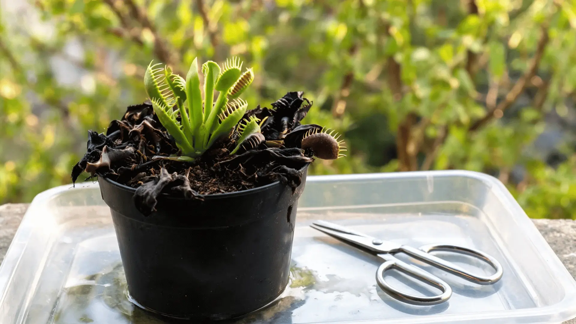 fresh venus flytrap growth emerging in spring beside fully black older leaves