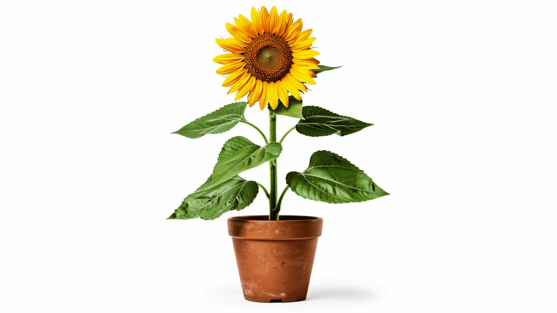 sunflower with a large yellow bloom and broad green leaves growing on a tall stem in a terracotta pot on a white background