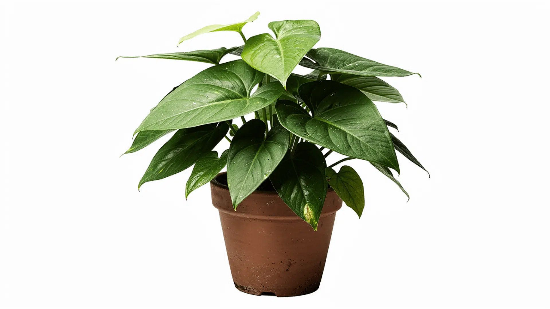 syngonium arrowhead plant with large smooth green arrow shaped leaves growing in a brown pot on a white background