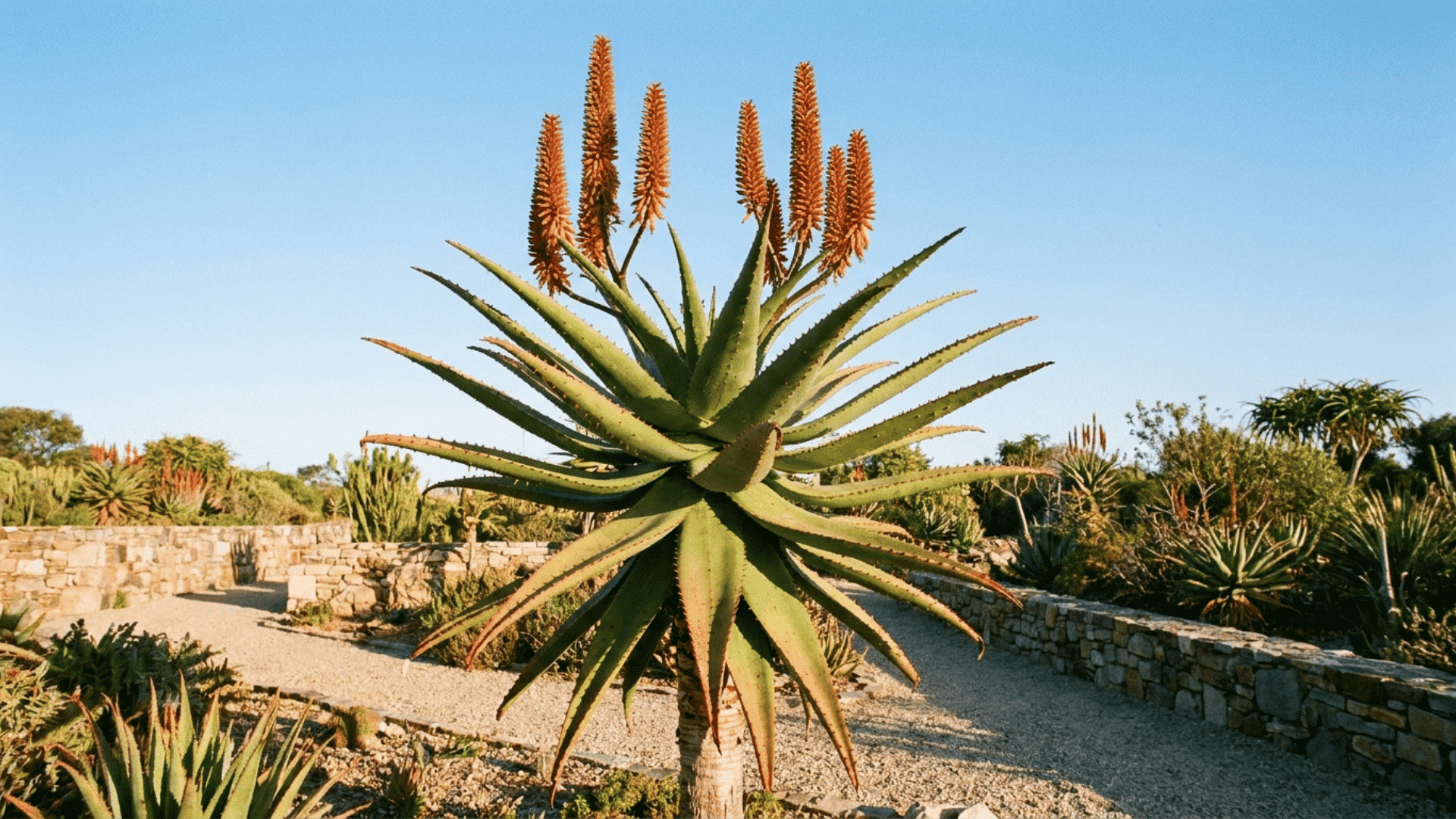 tall aloe plant with orange flower spikes in a sunny gravel garden with stone walls and a clear blue sky