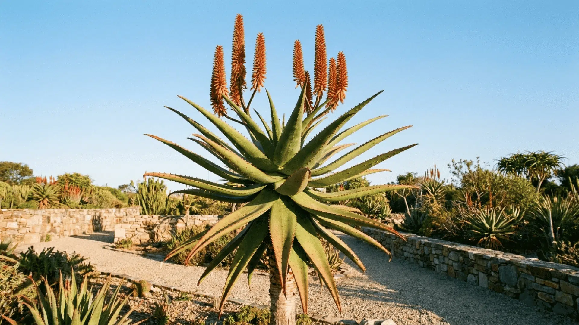 tall aloe plant with orange flower spikes in a sunny gravel garden with stone walls and a clear blue sky