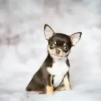 Brown and white Chihuahua puppy sitting on soft gray blanket in studio setting