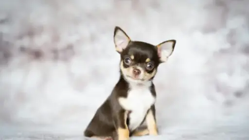 Brown and white Chihuahua puppy sitting on soft gray blanket in studio setting