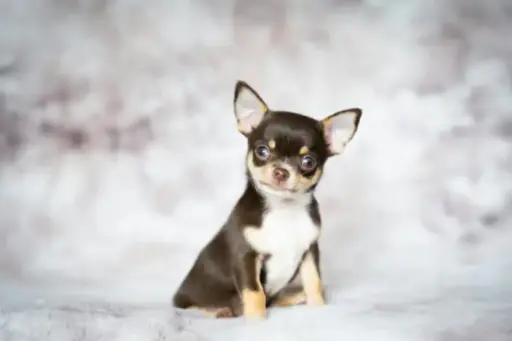 Brown and white Chihuahua puppy sitting on soft gray blanket in studio setting