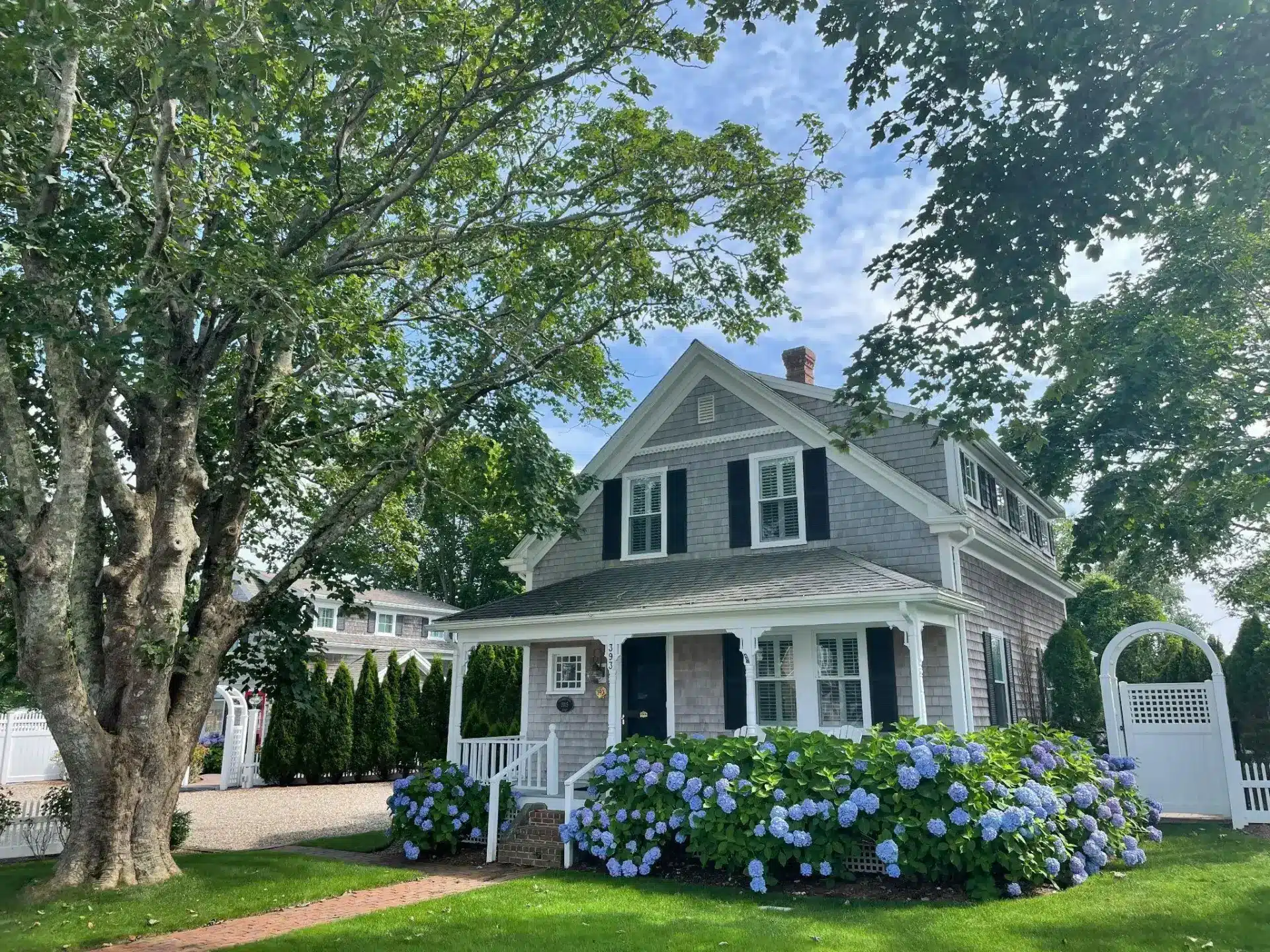 Gray shingle house with blue hydrangeas and large tree in bright garden setting