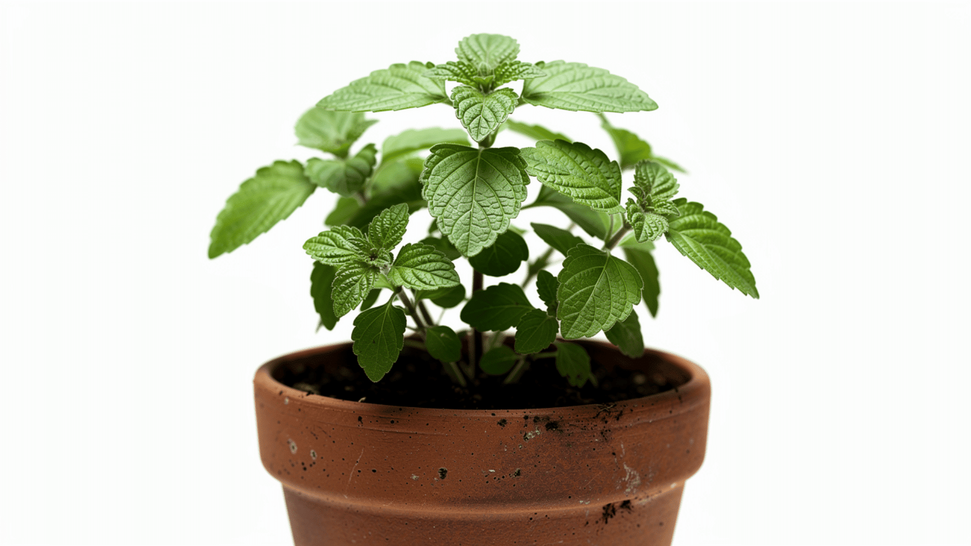image of tulsi plant in a brown terracotta pot against a white background