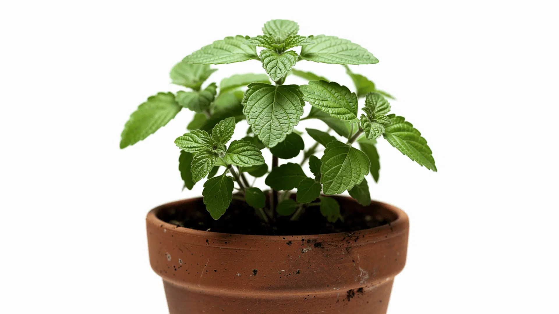 image of tulsi plant in a brown terracotta pot against a white background