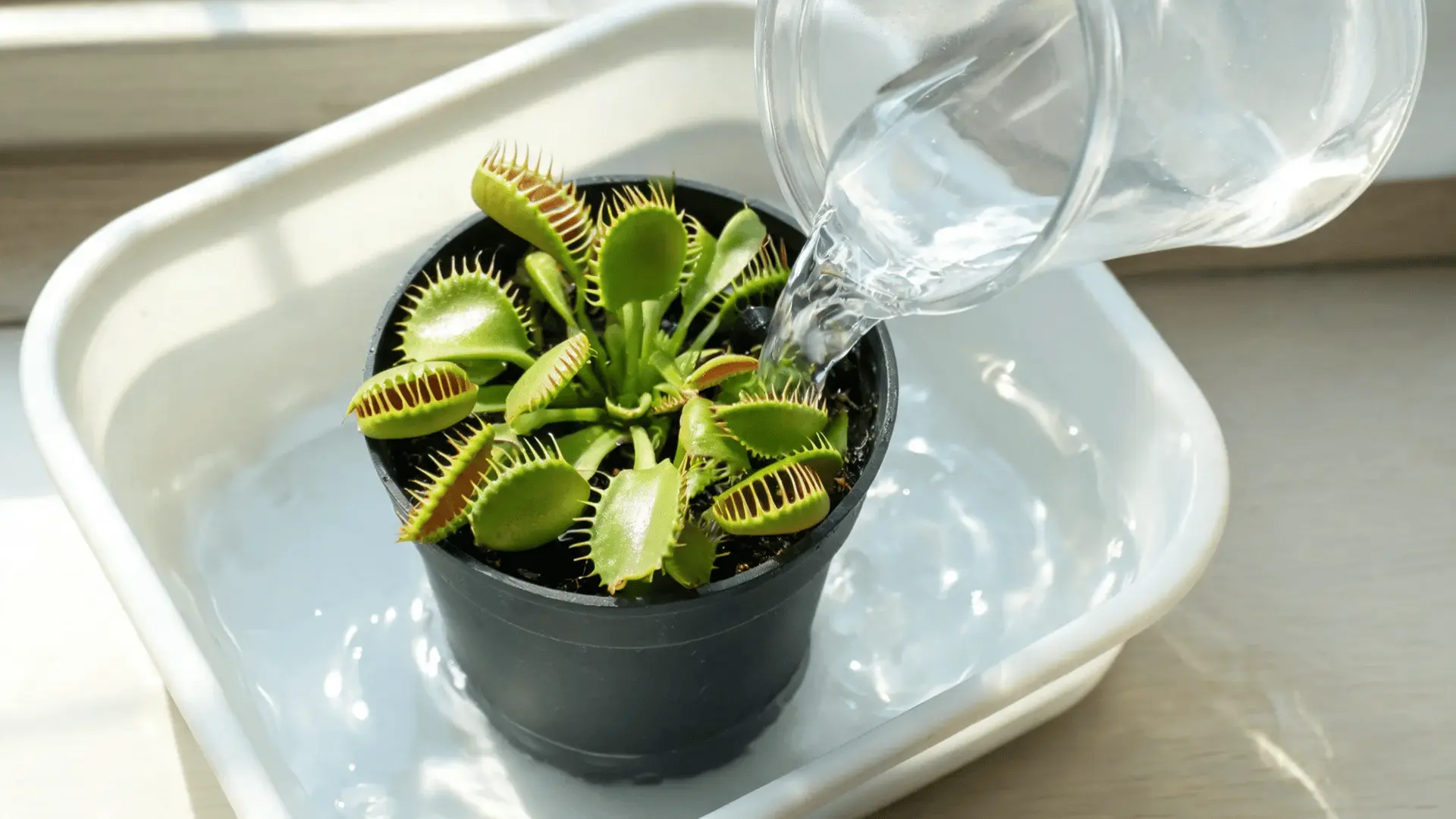 distilled water poured into a shallow tray beneath a venus flytrap pot