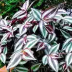 wandering jew plant with green silver and purple striped leaves growing outdoors among dense foliage