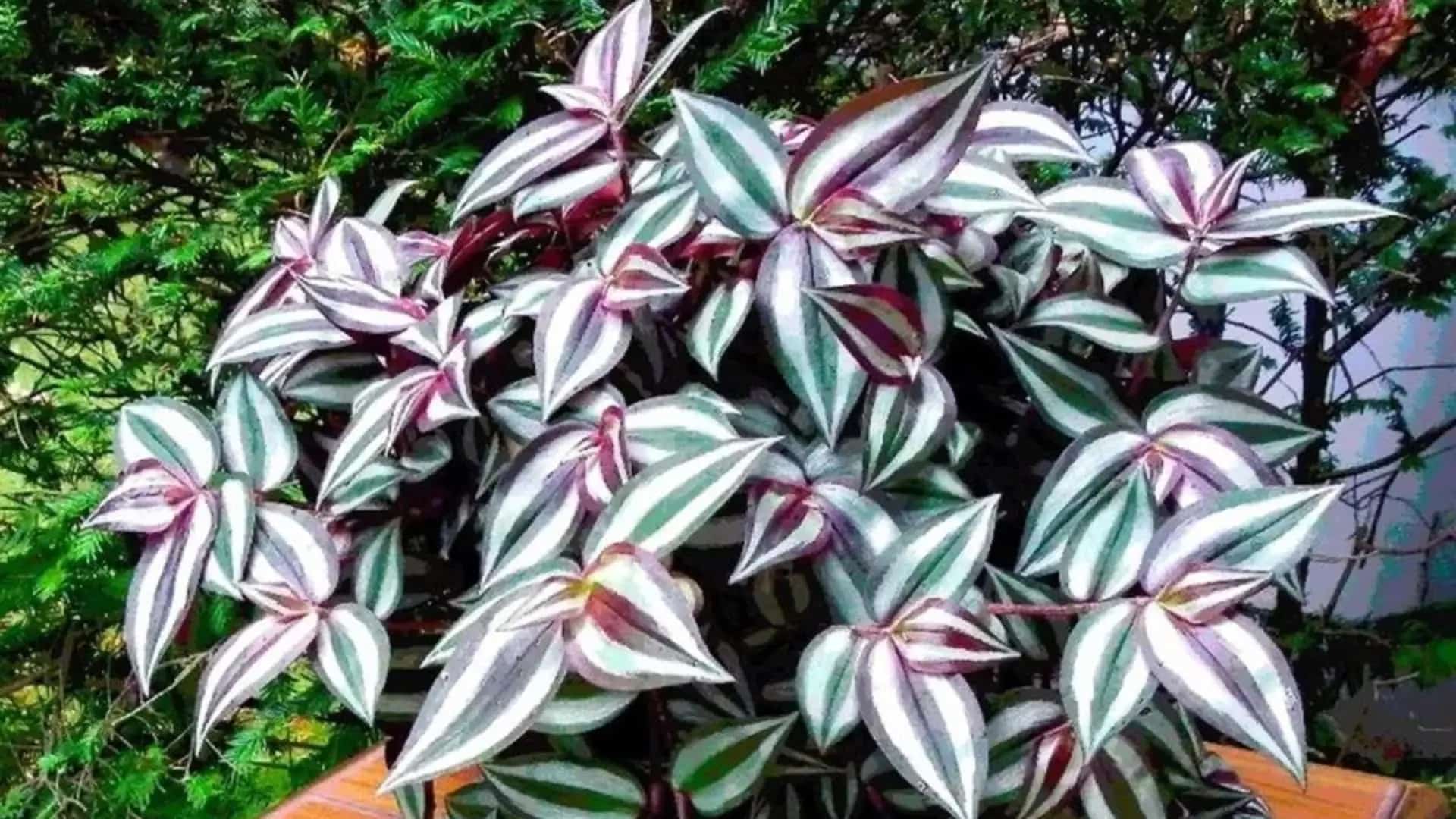 wandering jew plant with green silver and purple striped leaves growing outdoors among dense foliage