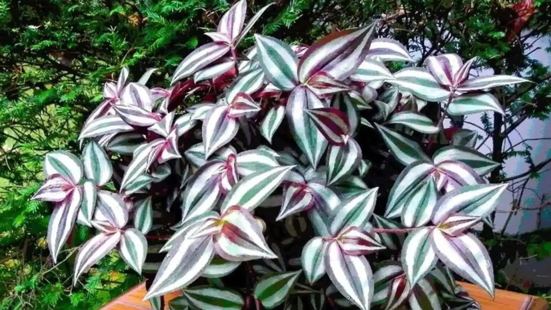 wandering jew plant with green silver and purple striped leaves growing outdoors among dense foliage