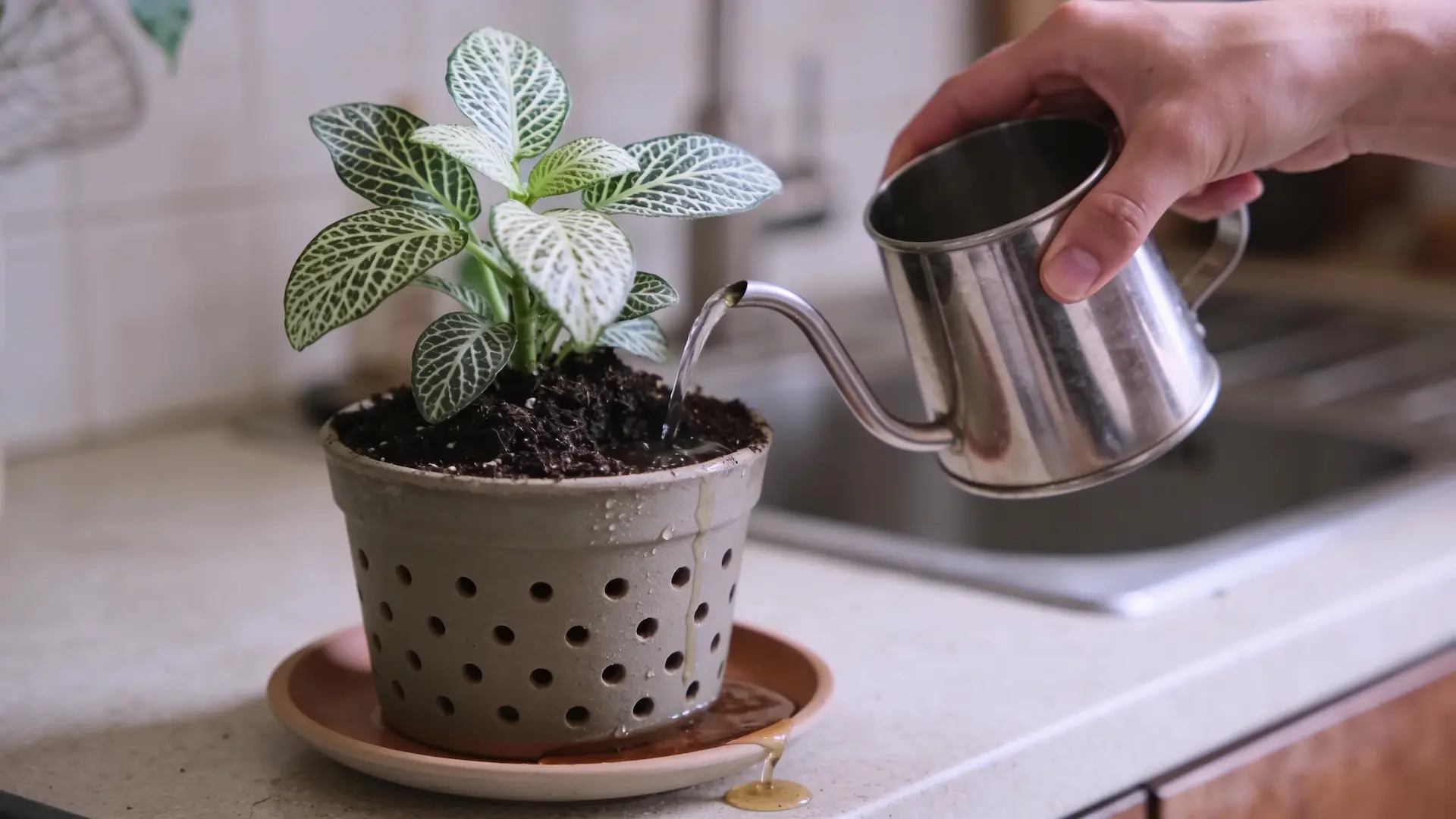 person checking the top layer of soil in a small nerve plant pot before watering it indoors