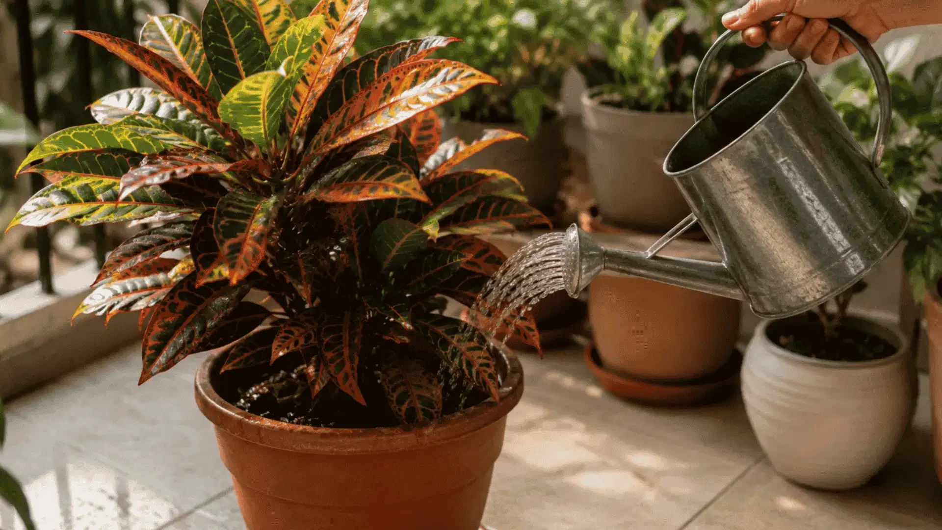 watering the croton the right way to avoid soggy roots and keep its colorful leaves thriving