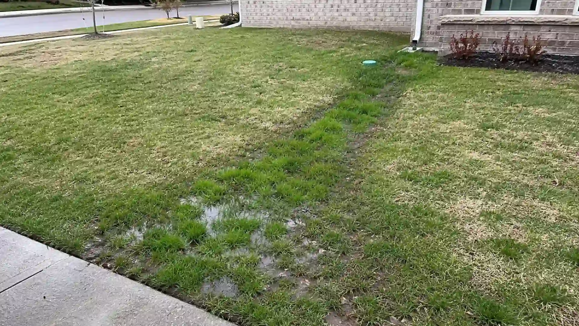 waterlogged lawn with unusually green grass strip above leaking underground sewer line near suburban home