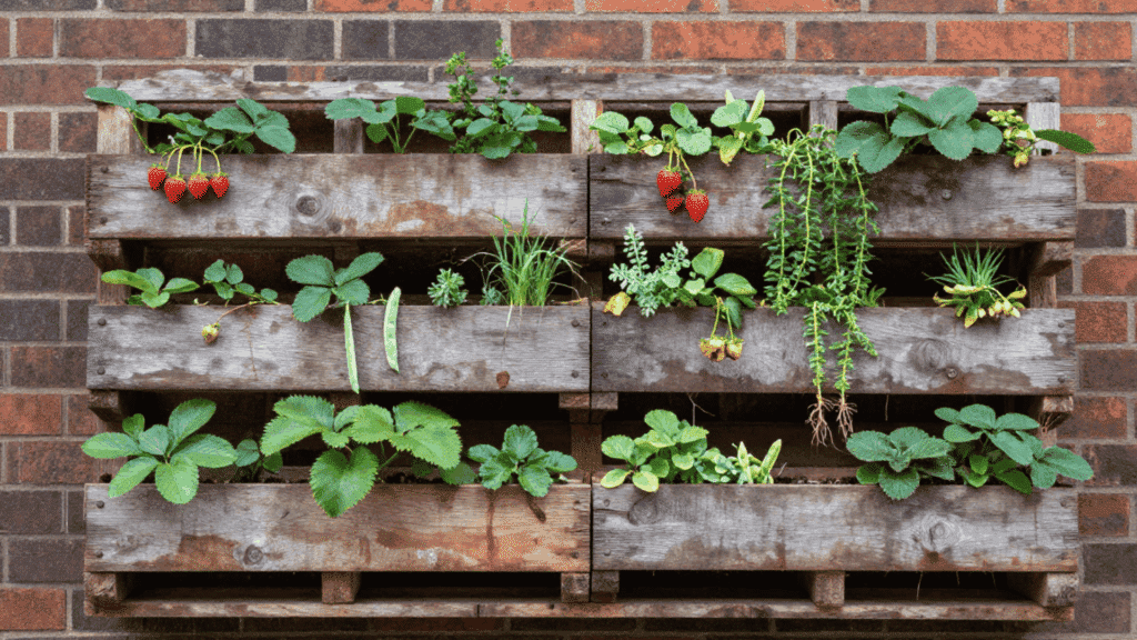 weathered wooden pallet vertical wall planter with strawberries herbs and peas mounted on a brick urban wall in diffused daylight