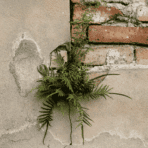 weeds growing through a cracked exterior wall