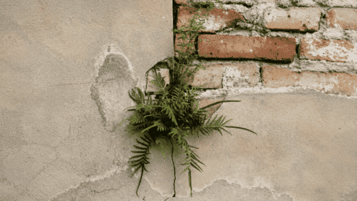 weeds growing through a cracked exterior wall