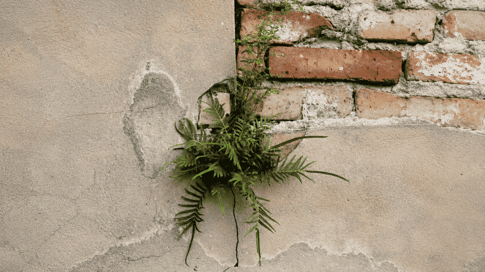 weeds growing through a cracked exterior wall
