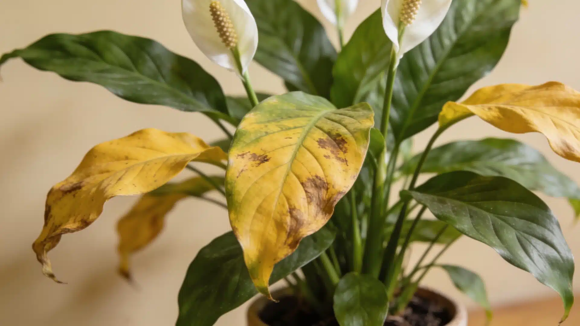 Peace lily with yellow and drooping leaves.