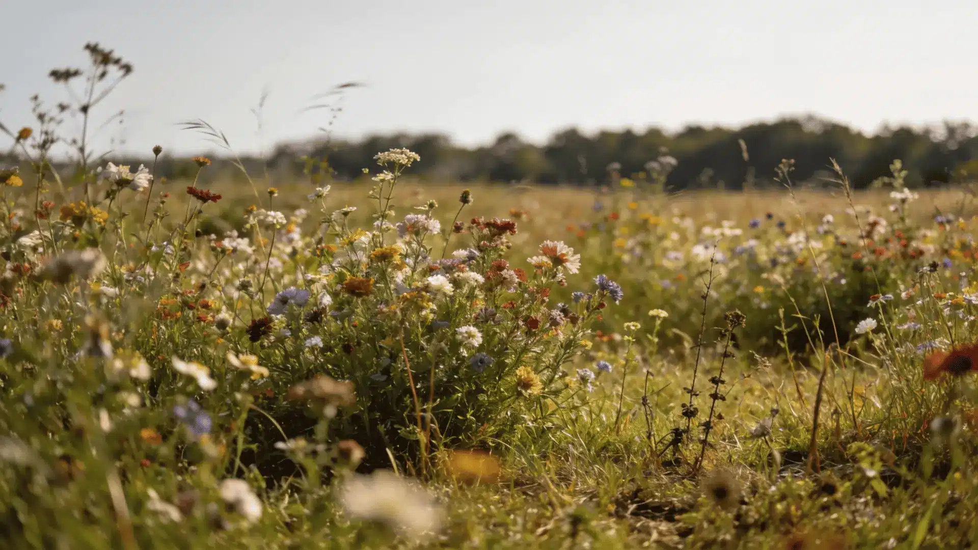 a natural meadow filled with colorful wild flowers daisies and long green grass under a bright sky