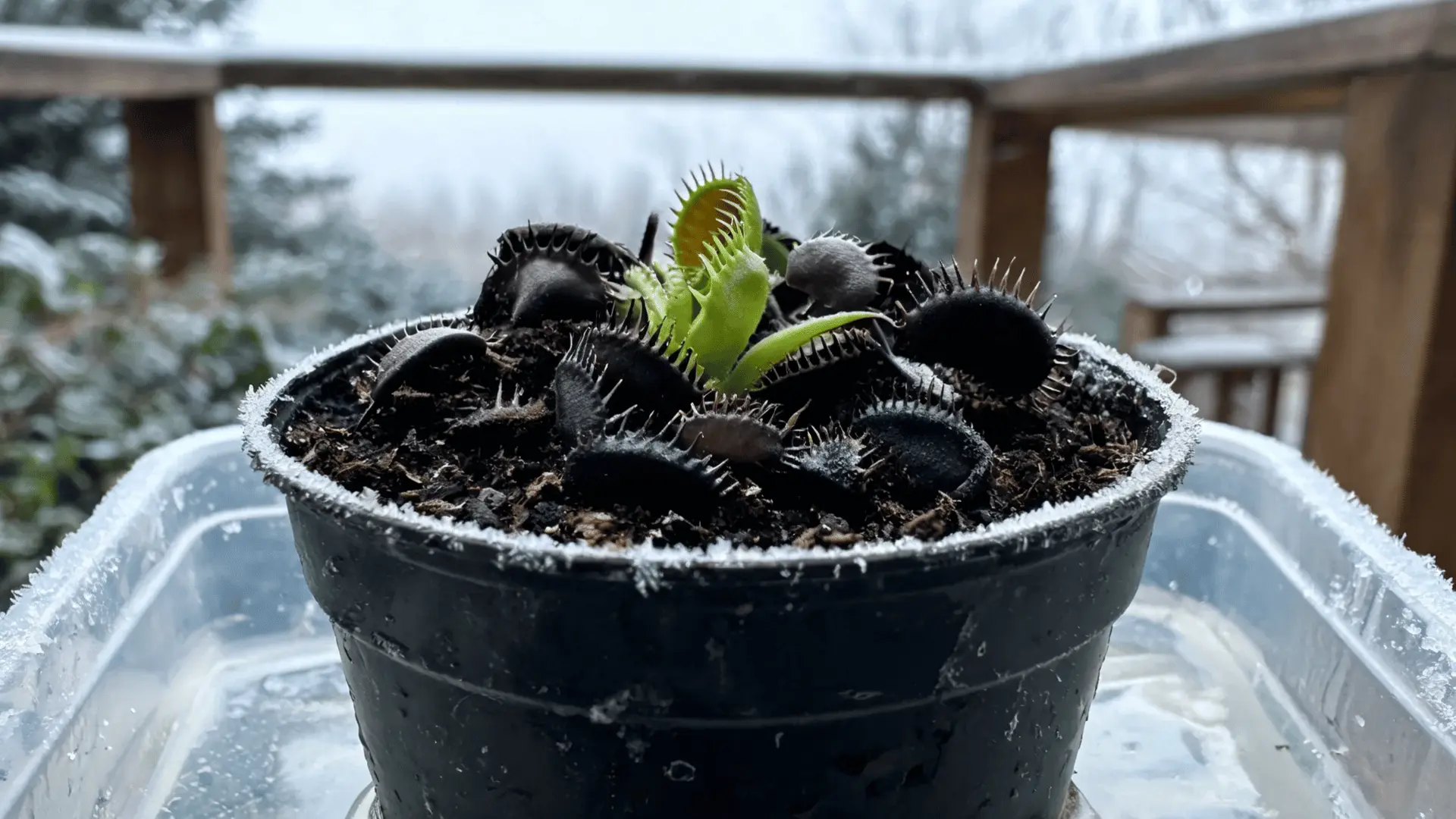 dormant venus flytrap with black outer traps and firm green center growth