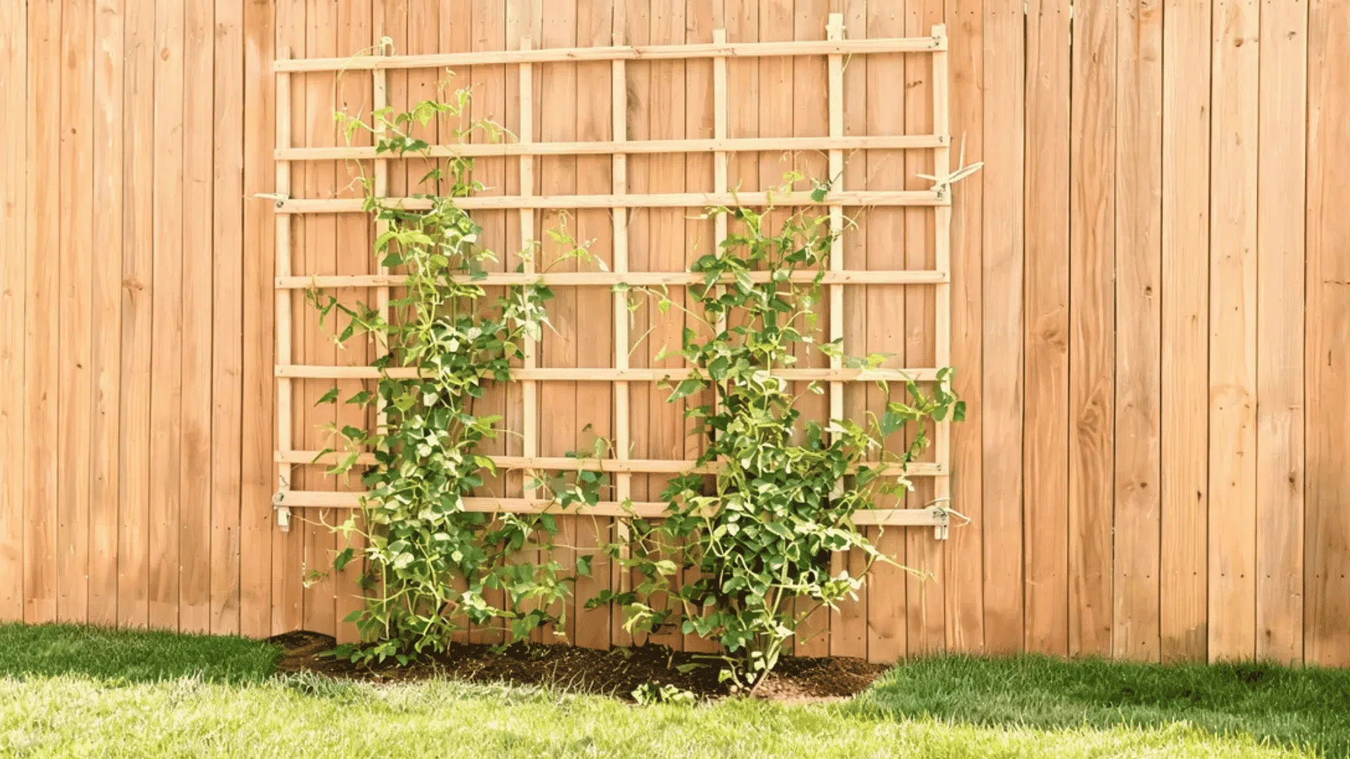 wooden wall trellis with climbing green vines attached to a backyard privacy fence