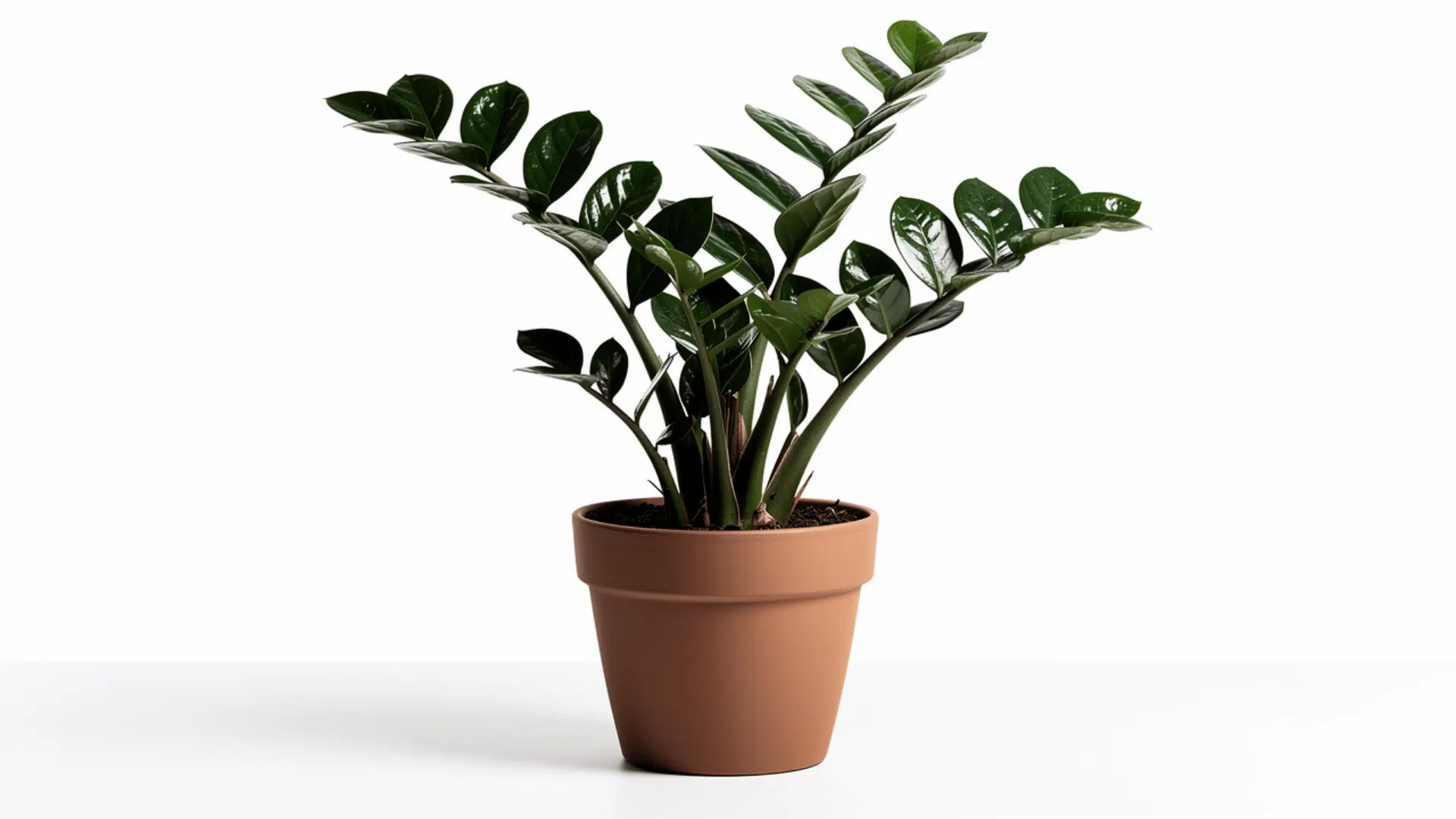 zz plant with glossy dark green oval leaves on arching stems growing in a terracotta pot on a white background