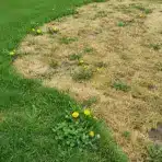 Patchy lawn with green and brown grass featuring scattered yellow dandelions