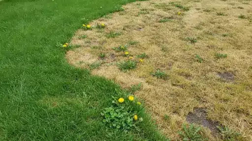Patchy lawn with green and brown grass featuring scattered yellow dandelions