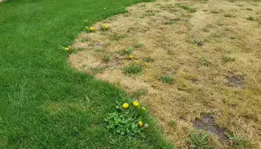 Patchy lawn with green and brown grass featuring scattered yellow dandelions