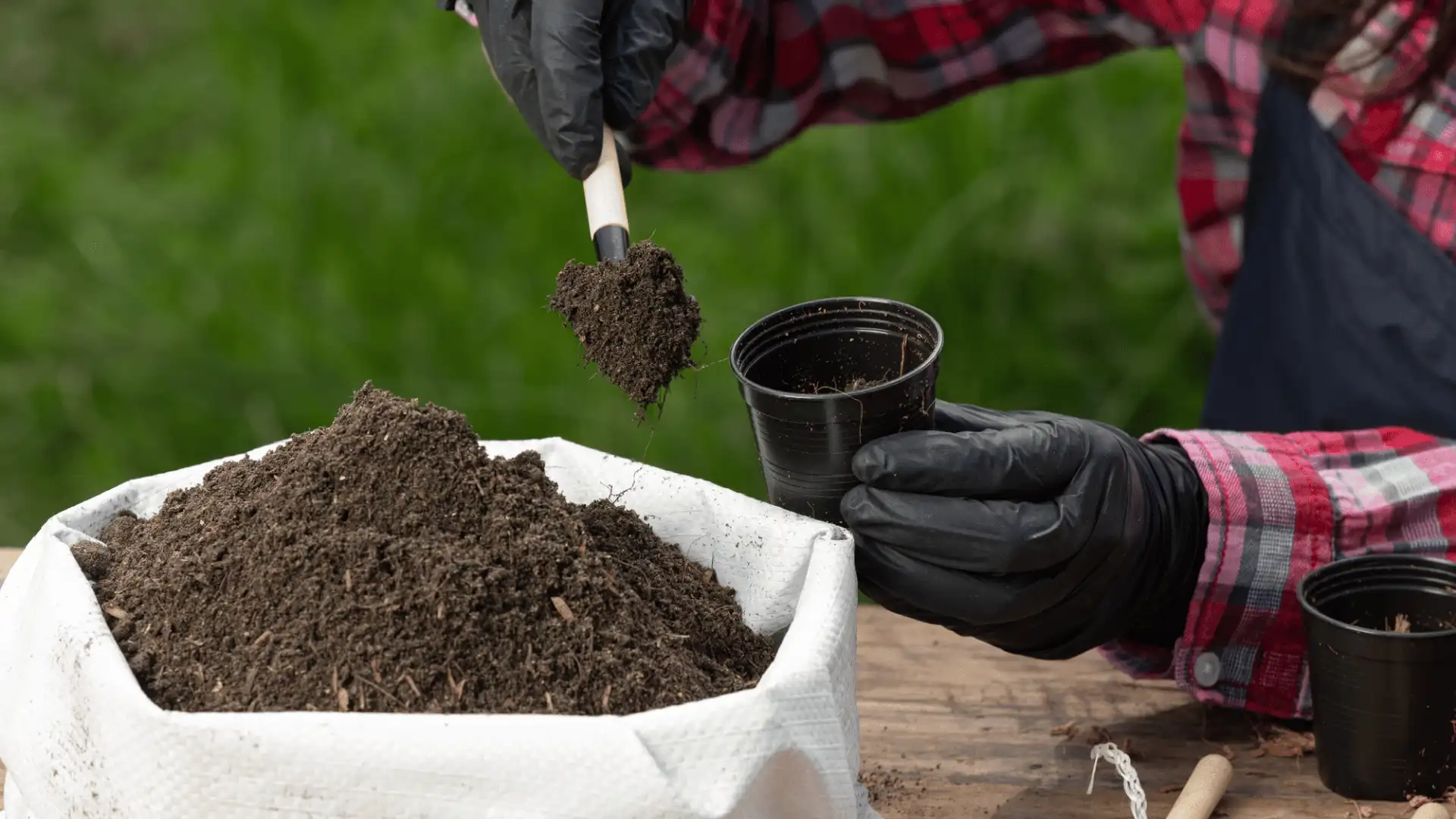 gardener filling small black pots with loose soil from a large white planting bag outdoors
