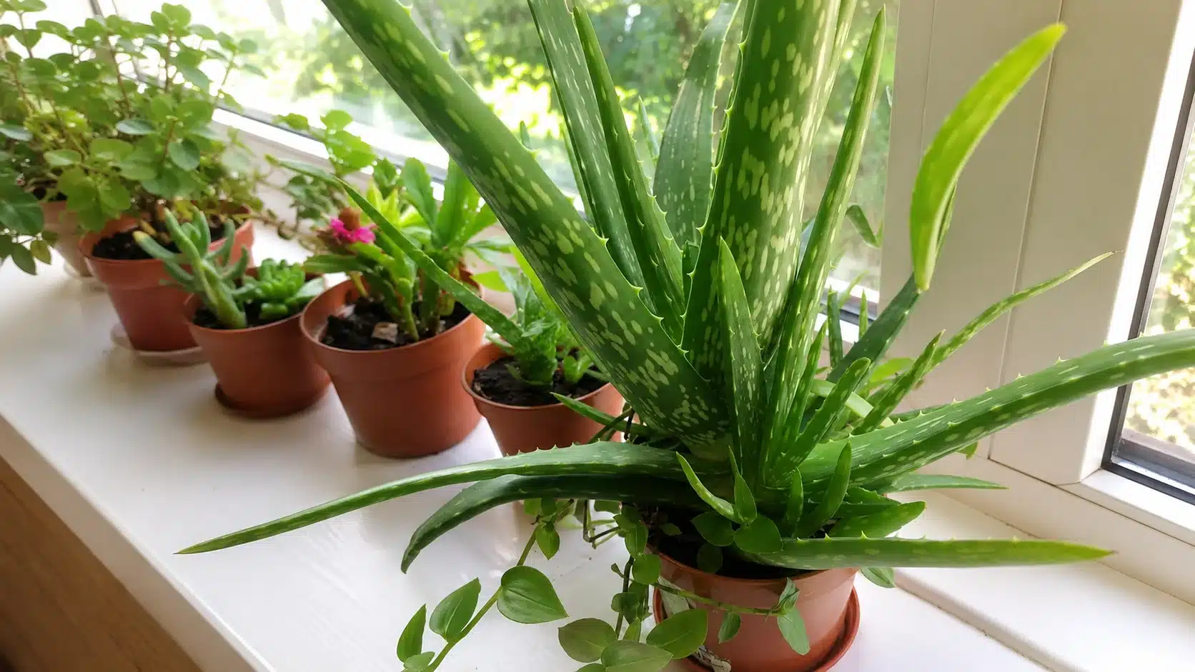 large aloe vera plant with pups in a terracotta pot beside smaller houseplants on a sunny windowsill