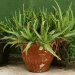 crowded aloe vera plants in a weathered terracotta pot beside greenery against a dark green wall