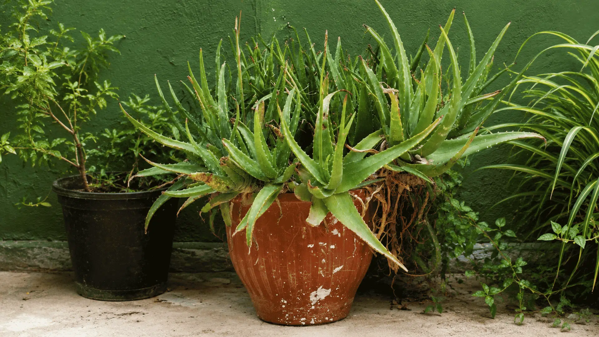 crowded aloe vera plants in a weathered terracotta pot beside greenery against a dark green wall