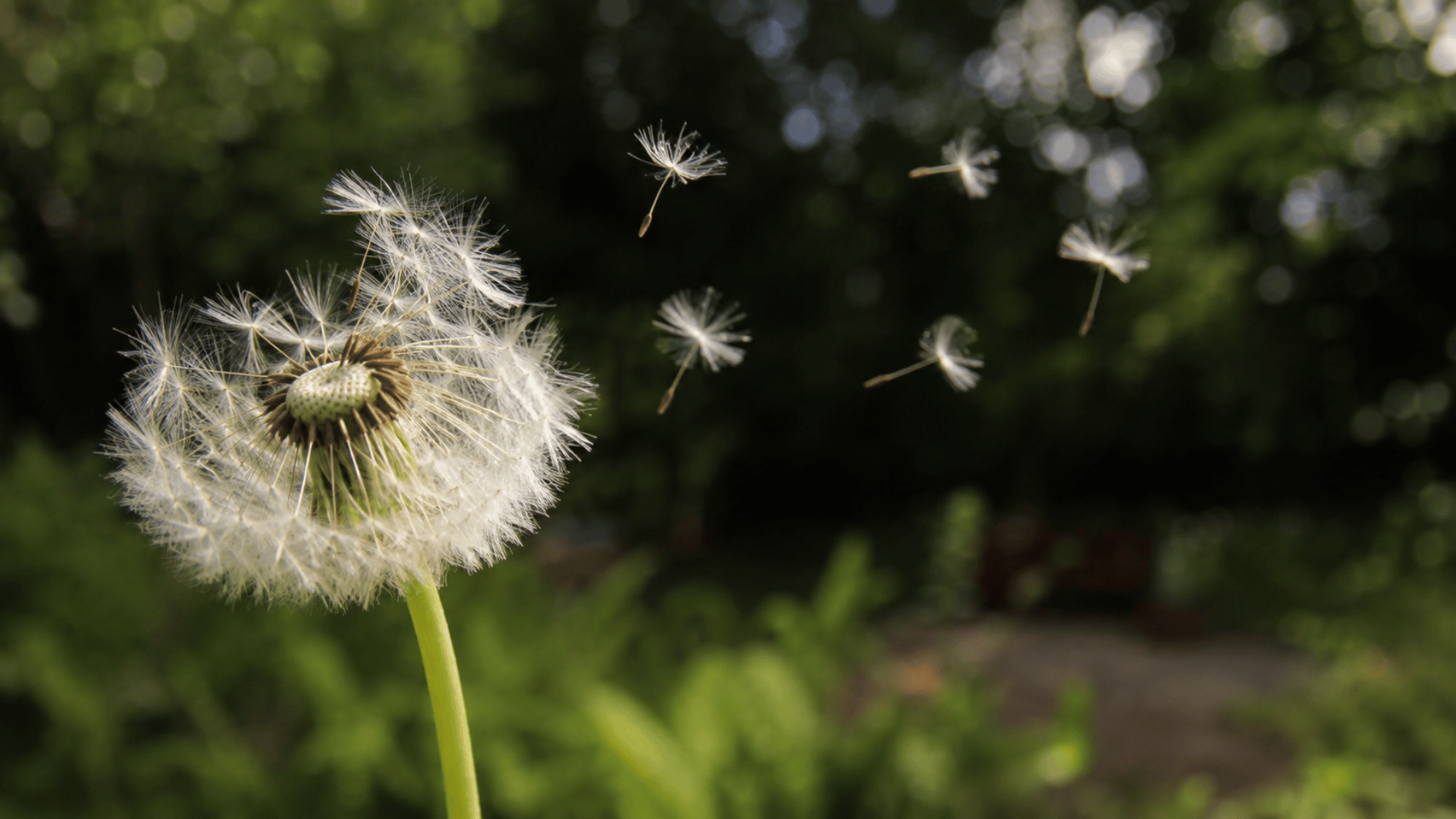 dandelion seeds drifting away from a mature seed head in a softly sunlit green garden
