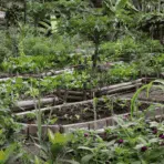 lush tropical vegetable garden with bamboo borders leafy crops and colorful flowers nearby
