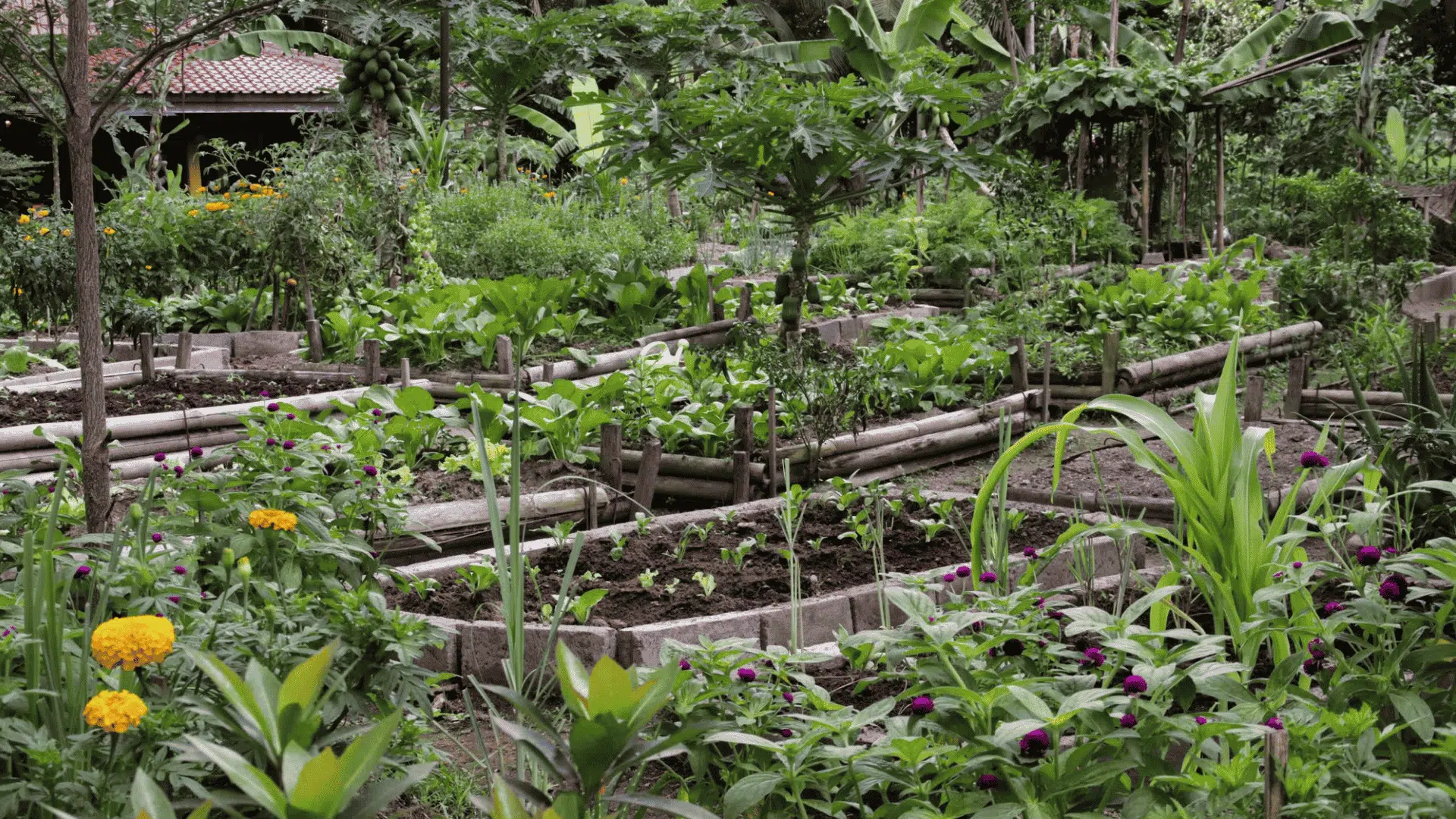 lush tropical vegetable garden with bamboo borders leafy crops and colorful flowers nearby